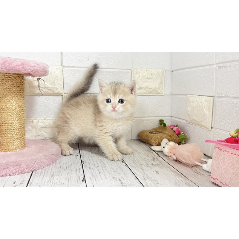 販売中の埼玉県のブリティッシュショートヘア-136511の6枚目