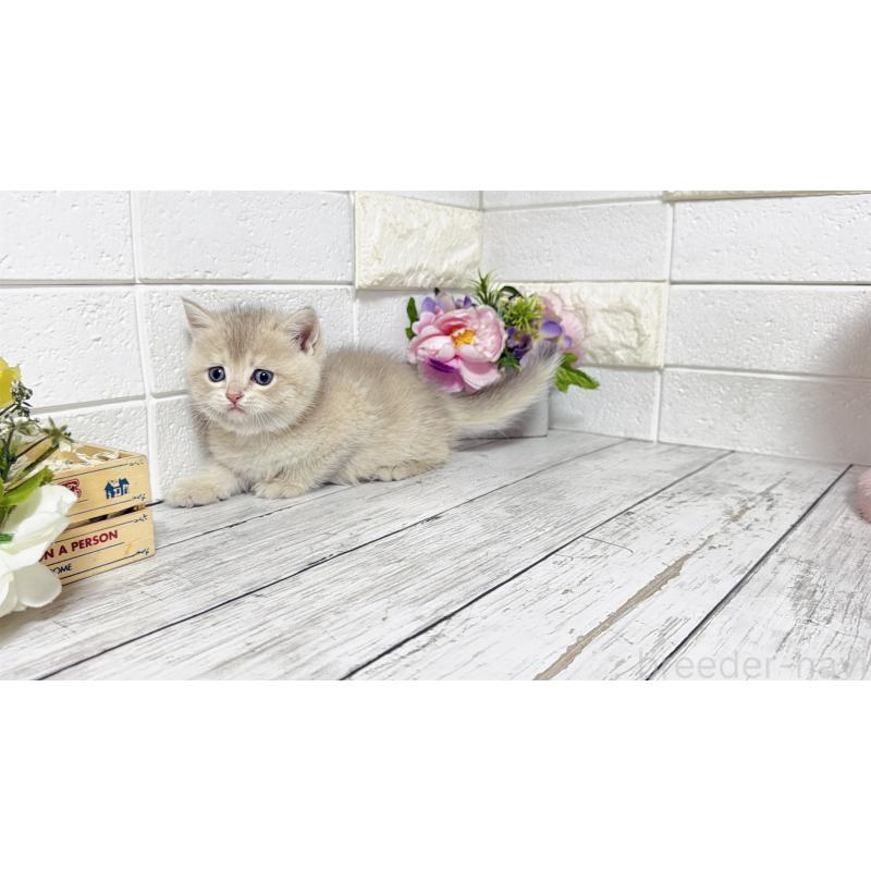 販売中の埼玉県のブリティッシュショートヘア-136511の5枚目