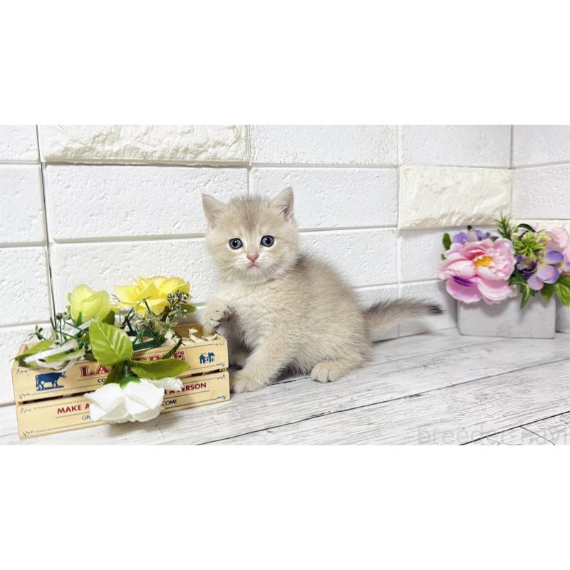 販売中の埼玉県のブリティッシュショートヘア-136511の4枚目