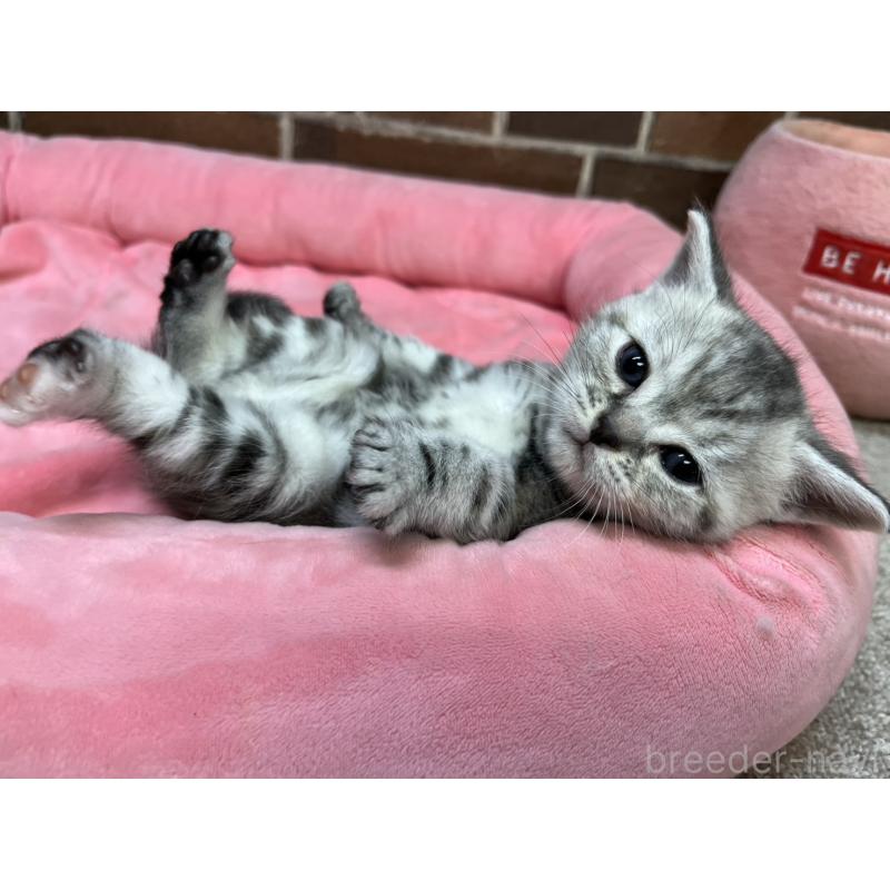 販売中の東京都のアメリカンショートヘア-137207の15枚目