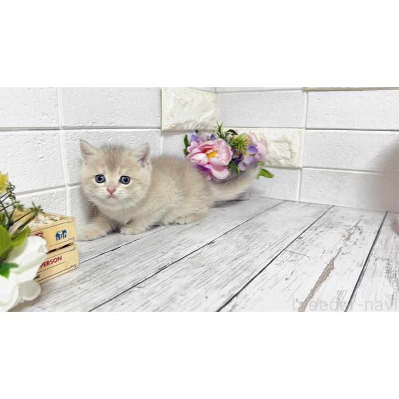 販売中の埼玉県のブリティッシュショートヘア-136511の3枚目