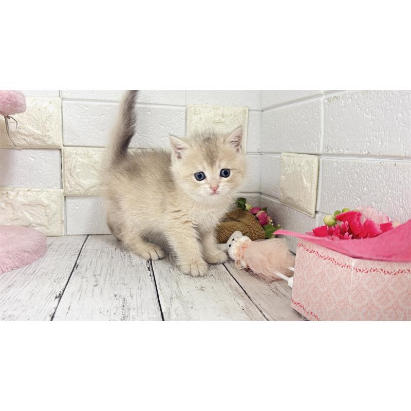 販売中の埼玉県のブリティッシュショートヘア-136511の2枚目