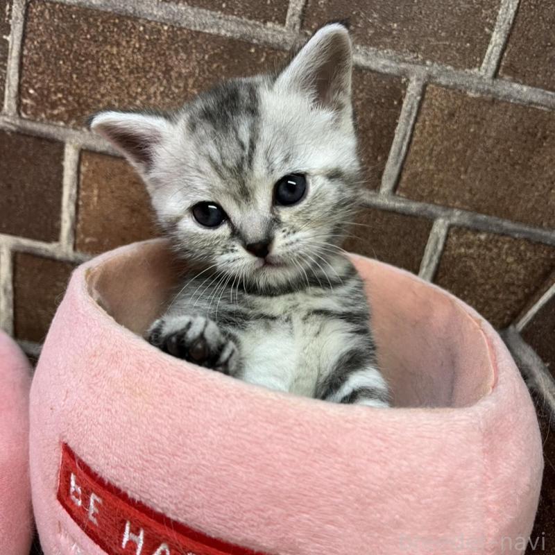 販売中の東京都のアメリカンショートヘア-137207の14枚目