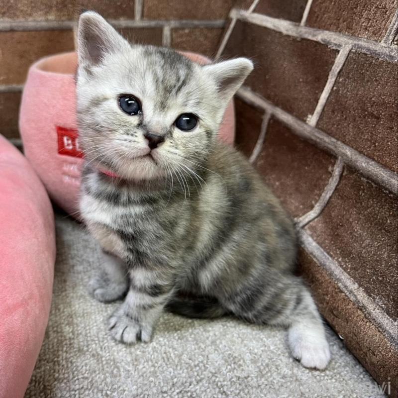 販売中の東京都のアメリカンショートヘア-137207の13枚目