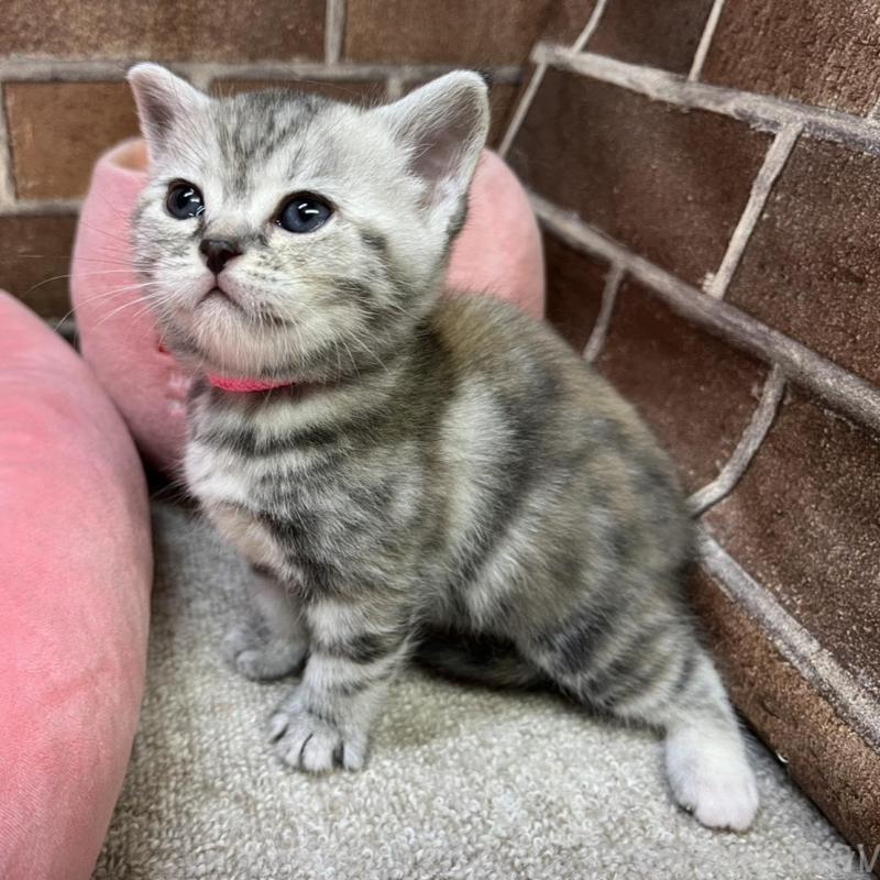 販売中の東京都のアメリカンショートヘア-137207の12枚目