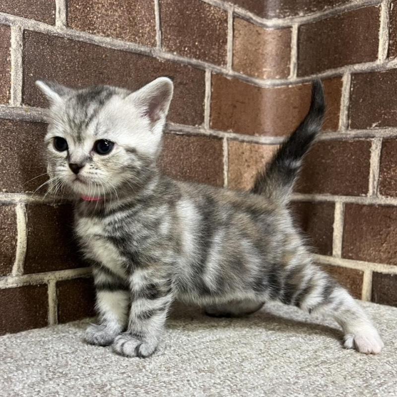 販売中の東京都のアメリカンショートヘア-137207の11枚目