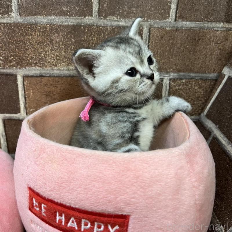 販売中の東京都のアメリカンショートヘア-137207の10枚目