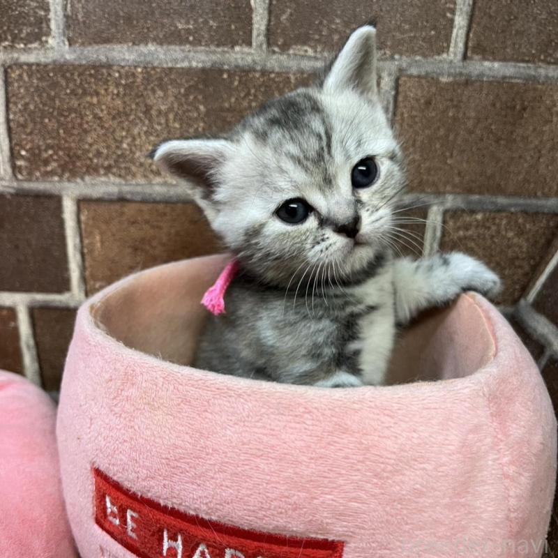 販売中の東京都のアメリカンショートヘア-137207の9枚目