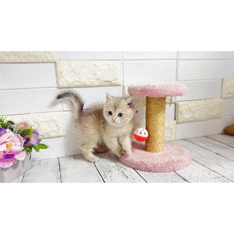 販売中の埼玉県のブリティッシュショートヘア-136514