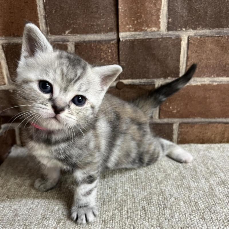 販売中の東京都のアメリカンショートヘア-137207の7枚目