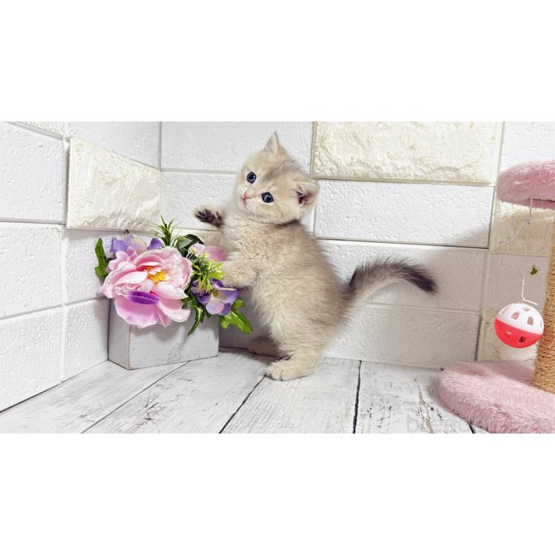 販売中の埼玉県のブリティッシュショートヘア-136514の9枚目