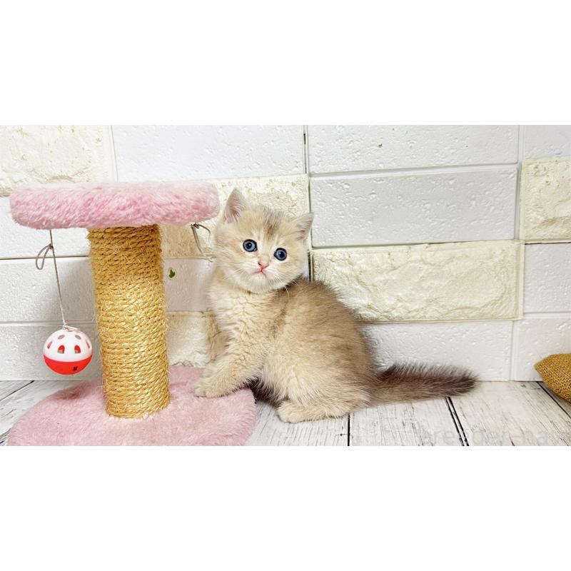 販売中の埼玉県のブリティッシュショートヘア-136514の8枚目