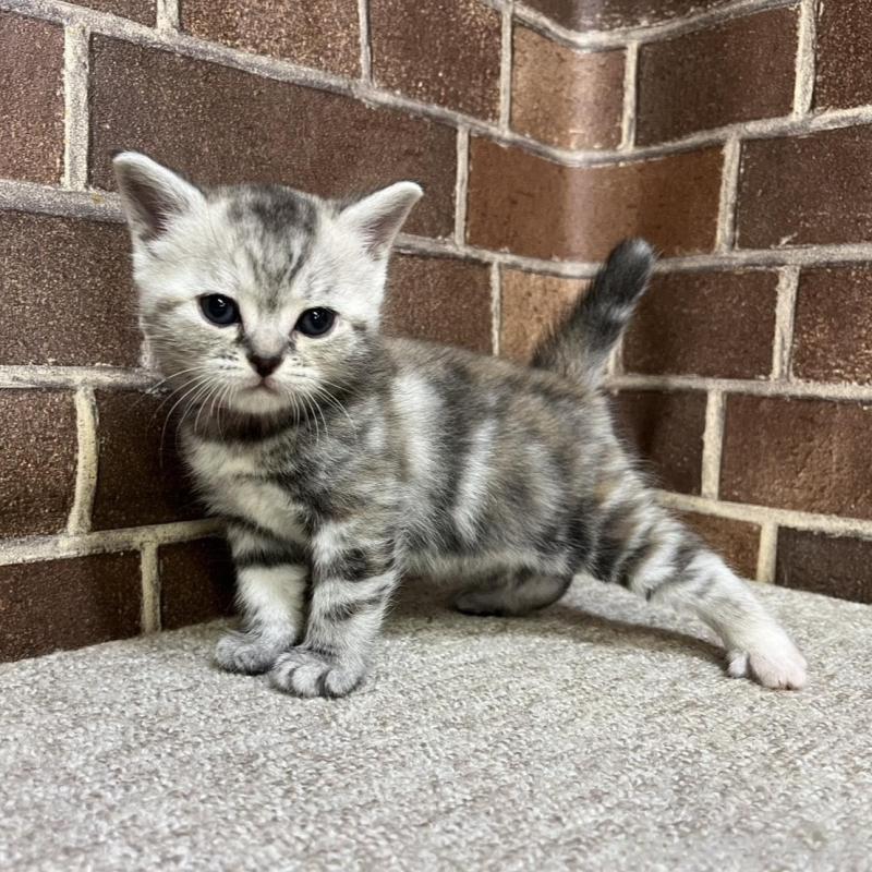 販売中の東京都のアメリカンショートヘア-137207の6枚目