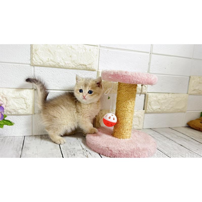 販売中の埼玉県のブリティッシュショートヘア-136514の7枚目