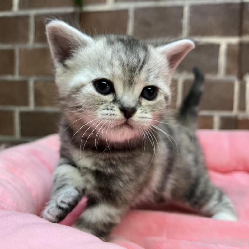 販売中の東京都のアメリカンショートヘア-137207の5枚目