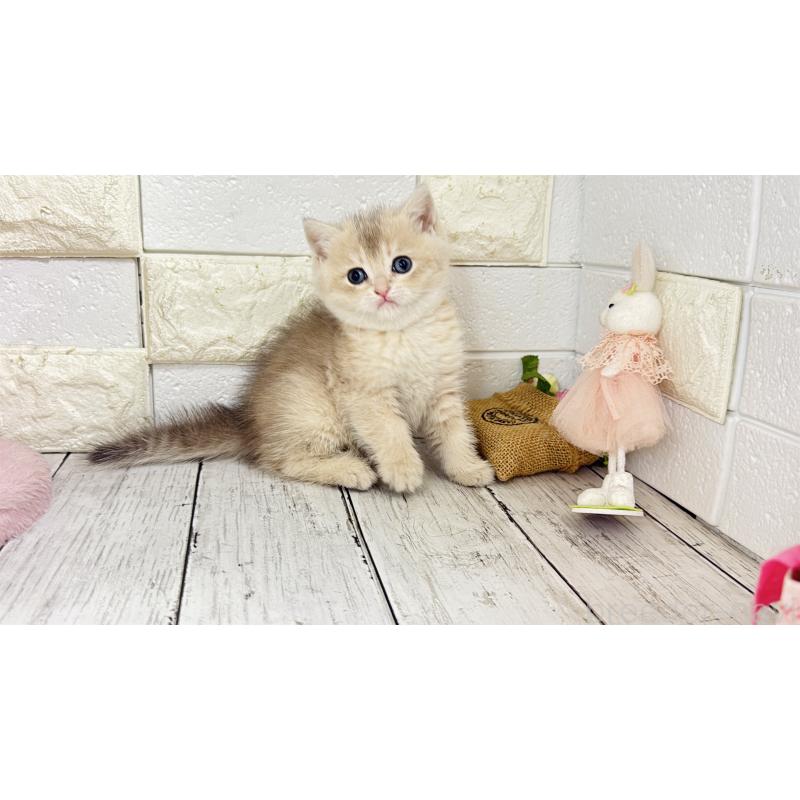 販売中の埼玉県のブリティッシュショートヘア-136514の6枚目