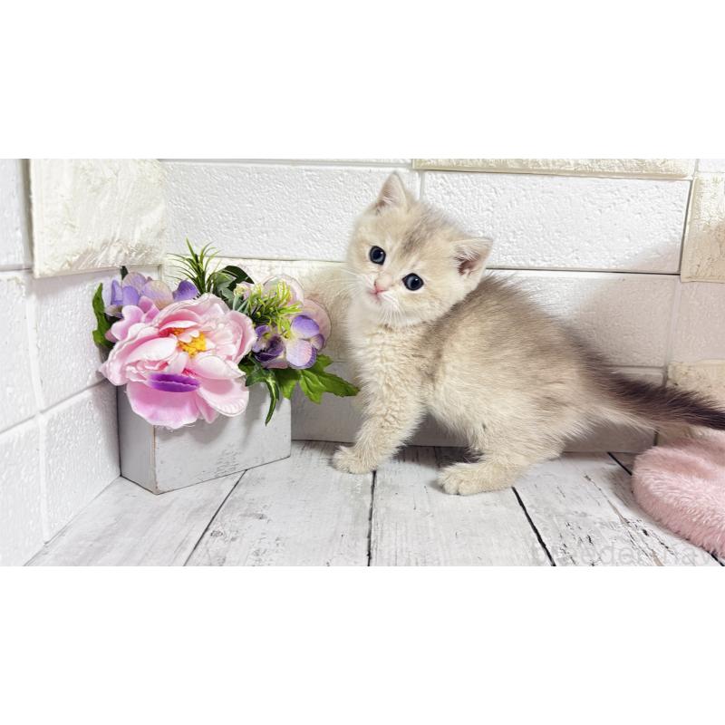 販売中の埼玉県のブリティッシュショートヘア-136514の5枚目