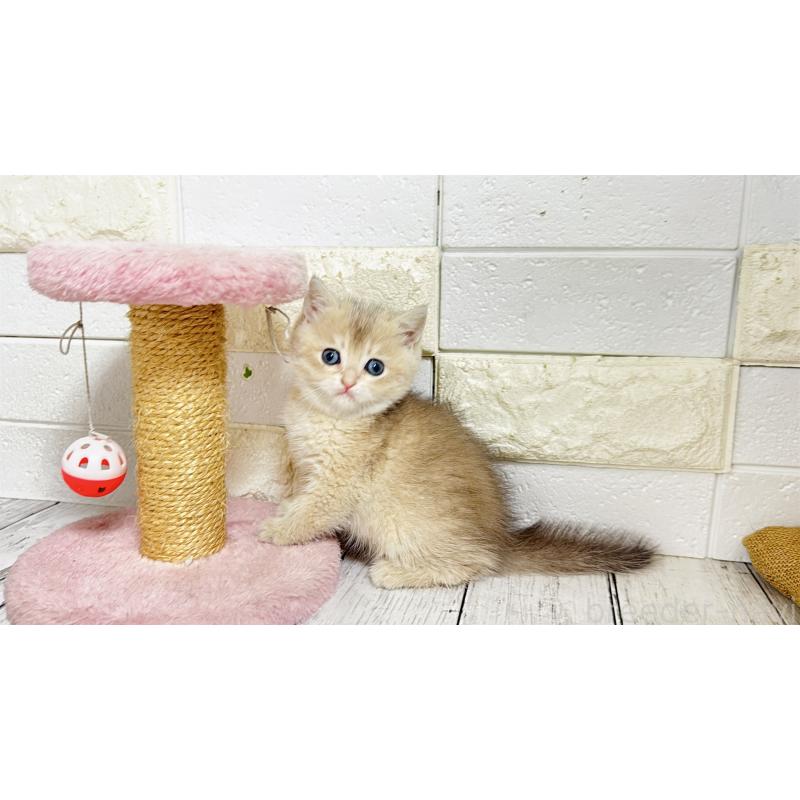 販売中の埼玉県のブリティッシュショートヘア-136514の4枚目