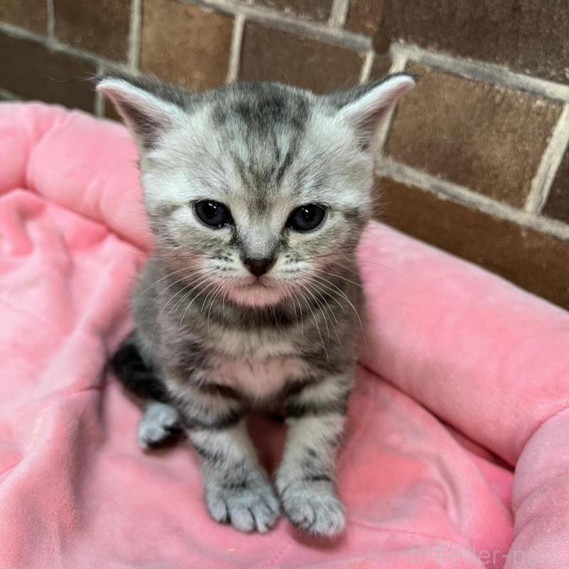 販売中の東京都のアメリカンショートヘア-137207の4枚目