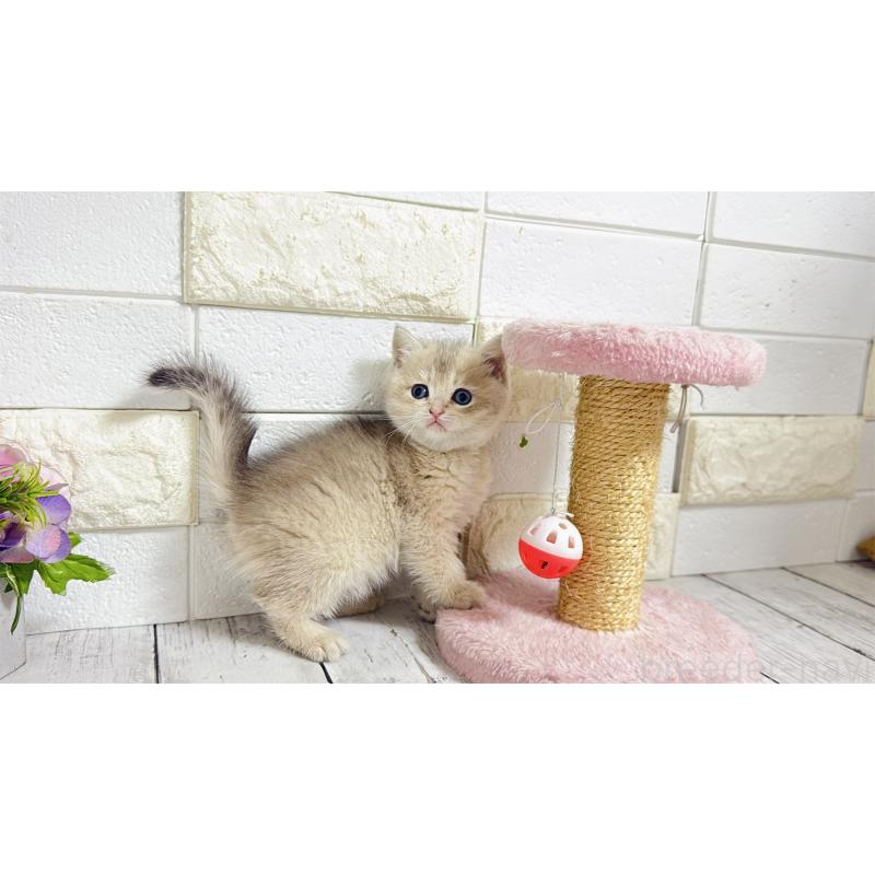 販売中の埼玉県のブリティッシュショートヘア-136514の3枚目