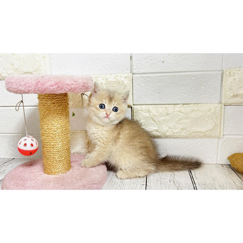 販売中の埼玉県のブリティッシュショートヘア-136514の2枚目