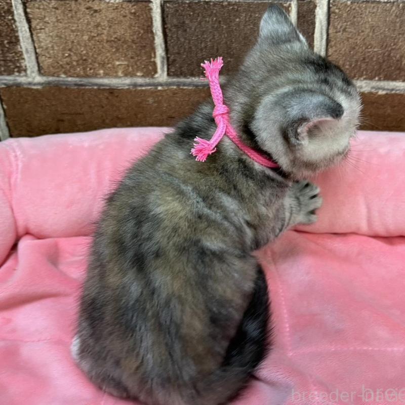 販売中の東京都のアメリカンショートヘア-137207の2枚目