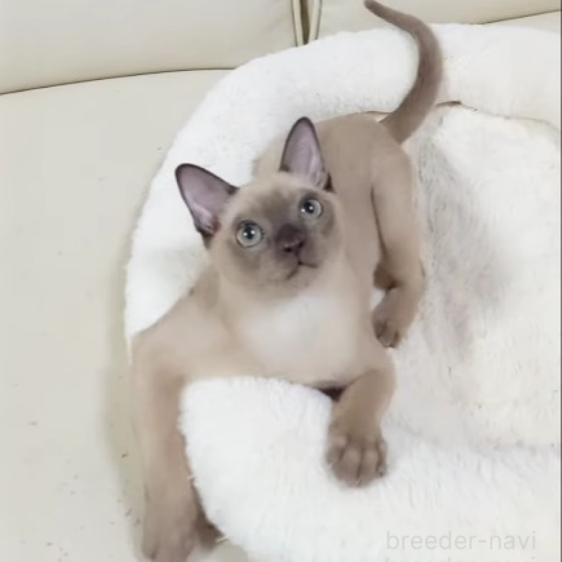 販売中の埼玉県のトンキニーズ-137208の5枚目