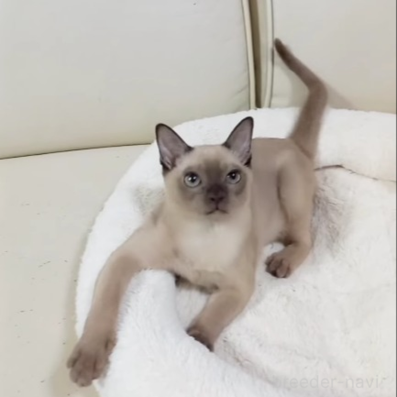 販売中の埼玉県のトンキニーズ-137208の4枚目