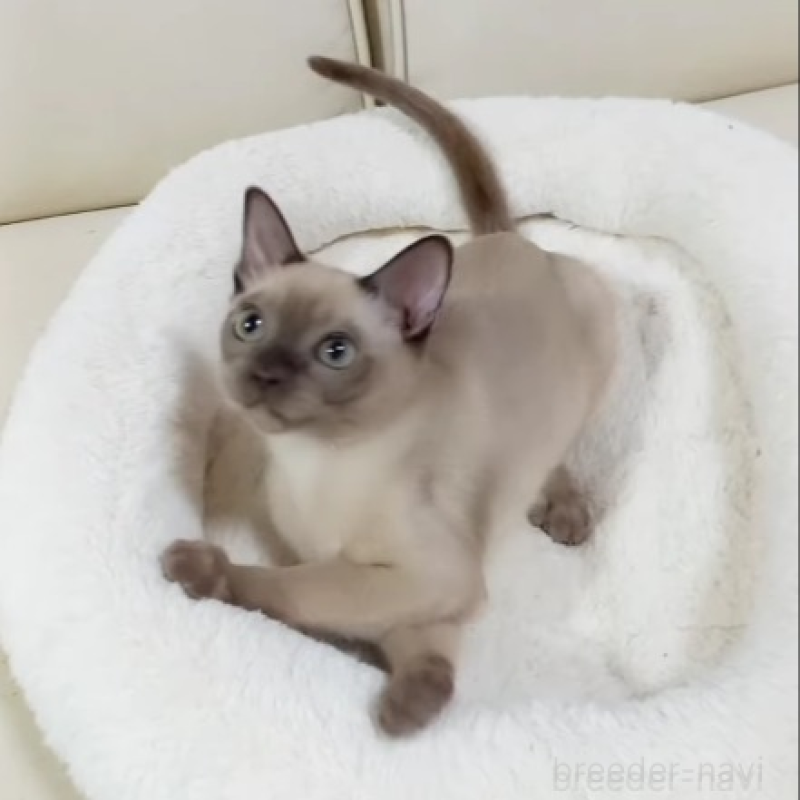 販売中の埼玉県のトンキニーズ-137208の3枚目