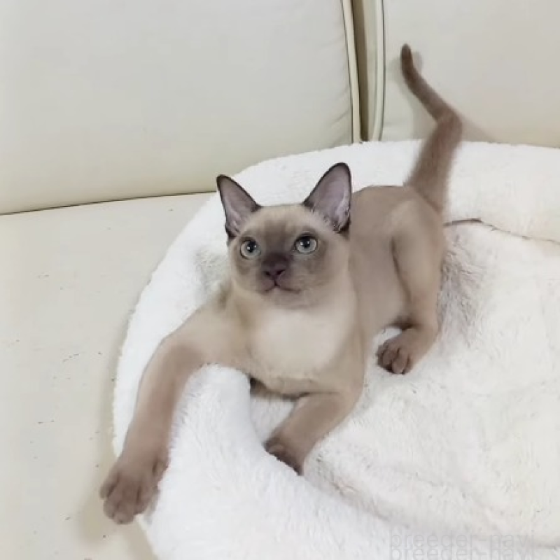 販売中の埼玉県のトンキニーズ-137208の2枚目