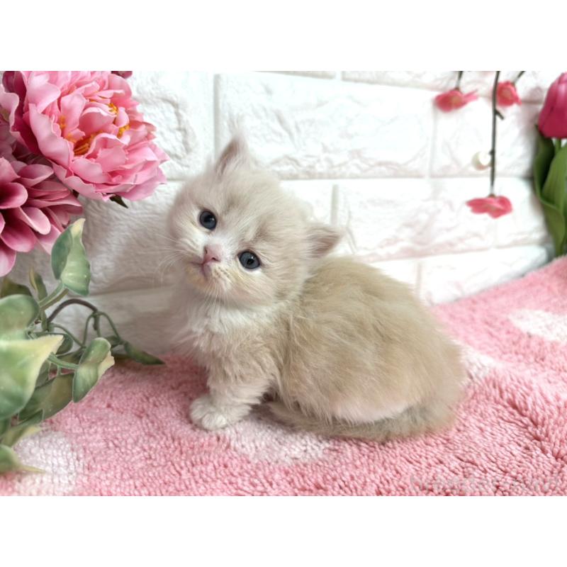 販売中の埼玉県のミヌエット(短足)-137221の4枚目