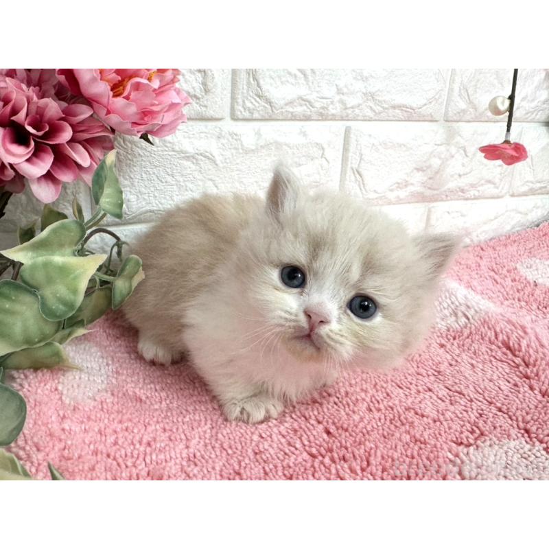 販売中の埼玉県のミヌエット(短足)-137221の3枚目