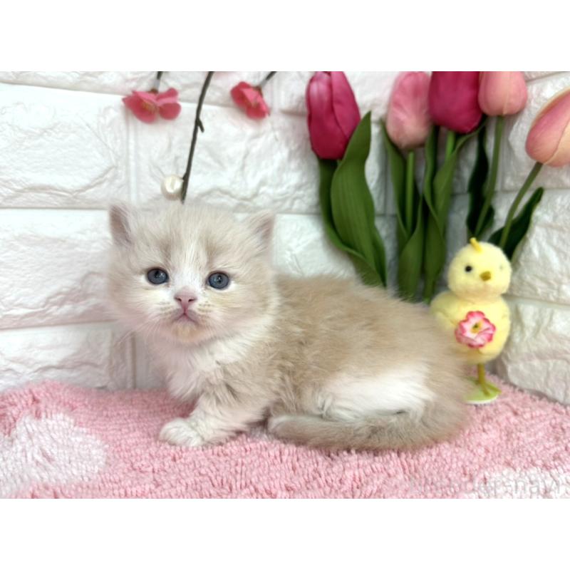 販売中の埼玉県のミヌエット(短足)-137221の2枚目