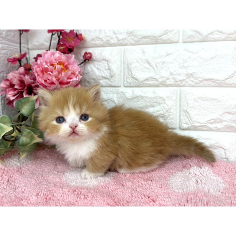 販売中の埼玉県のミヌエット(短足)-137239の5枚目