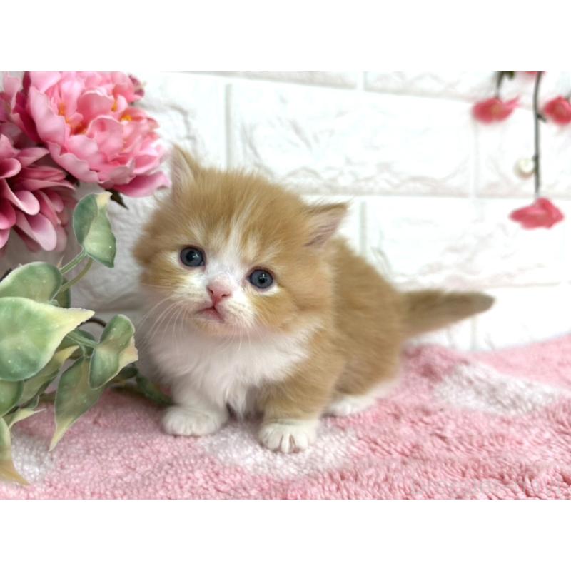 販売中の埼玉県のミヌエット(短足)-137239の4枚目