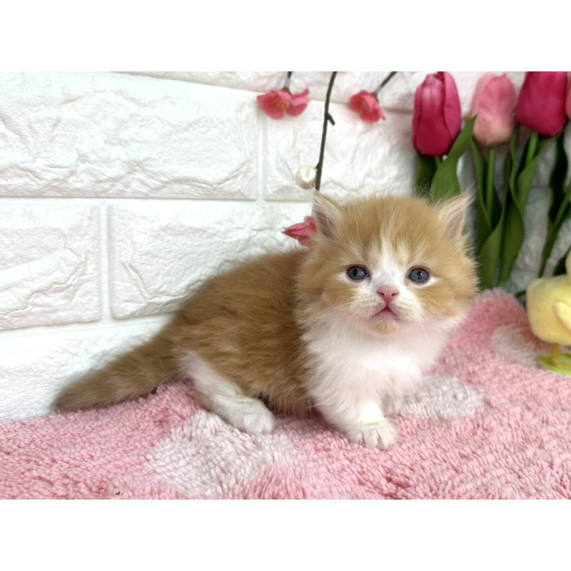 販売中の埼玉県のミヌエット(短足)-137239の3枚目