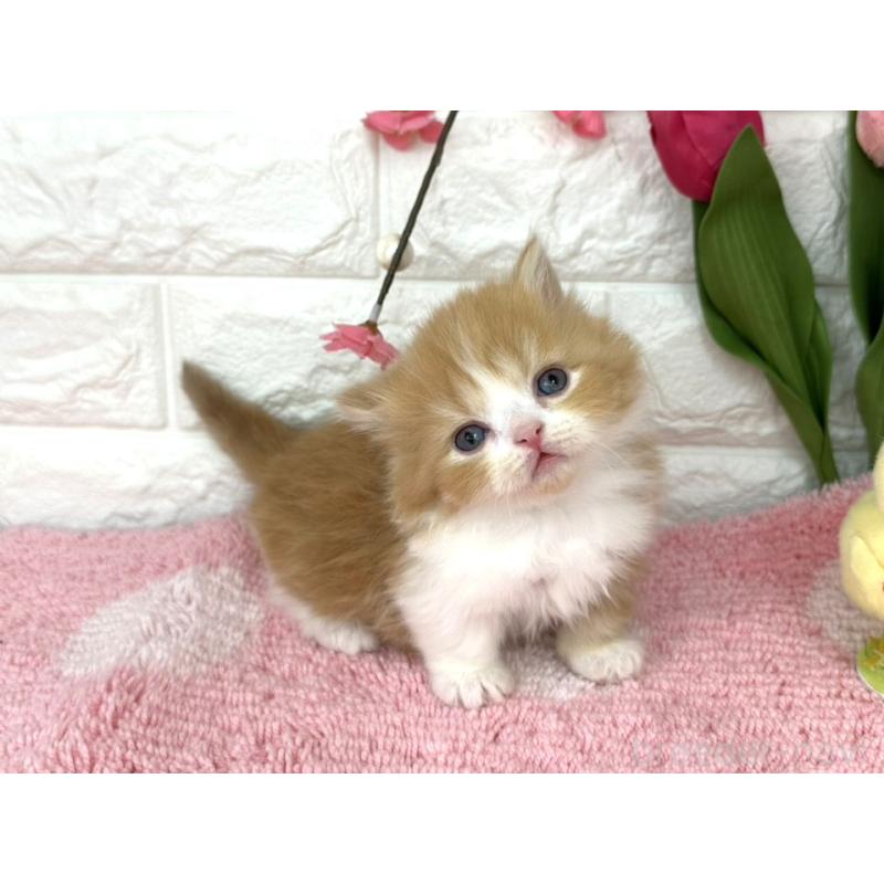 販売中の埼玉県のミヌエット(短足)-137239の2枚目