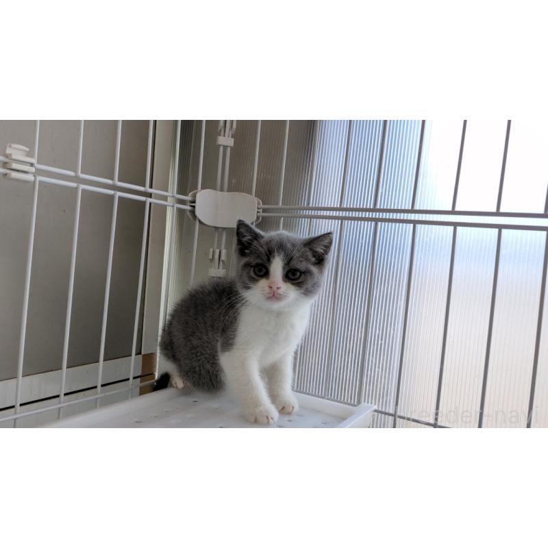 販売中の茨城県のブリティッシュショートヘア-137242の1枚目