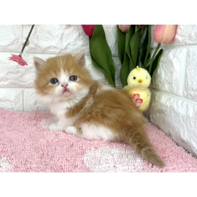 販売中の埼玉県のミヌエット(短足)-137241の6枚目