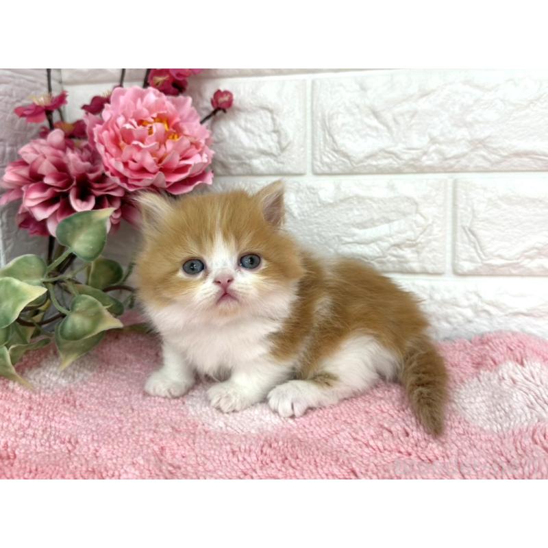 販売中の埼玉県のミヌエット(短足)-137241の5枚目