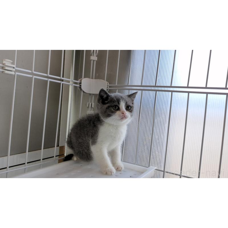 販売中の茨城県のブリティッシュショートヘア-137242の6枚目