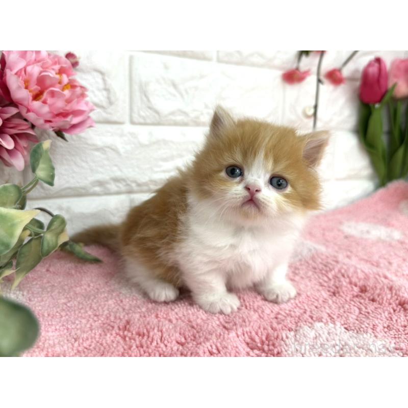 販売中の埼玉県のミヌエット(短足)-137241の4枚目