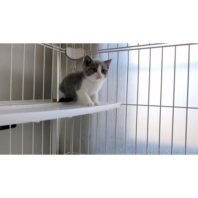 販売中の茨城県のブリティッシュショートヘア-137242の5枚目