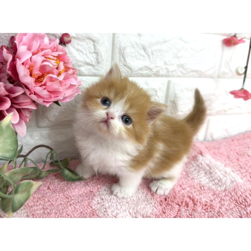 販売中の埼玉県のミヌエット(短足)-137241の3枚目