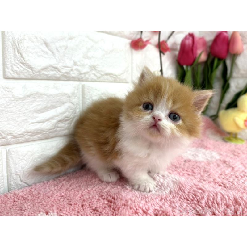 販売中の埼玉県のミヌエット(短足)-137241の2枚目