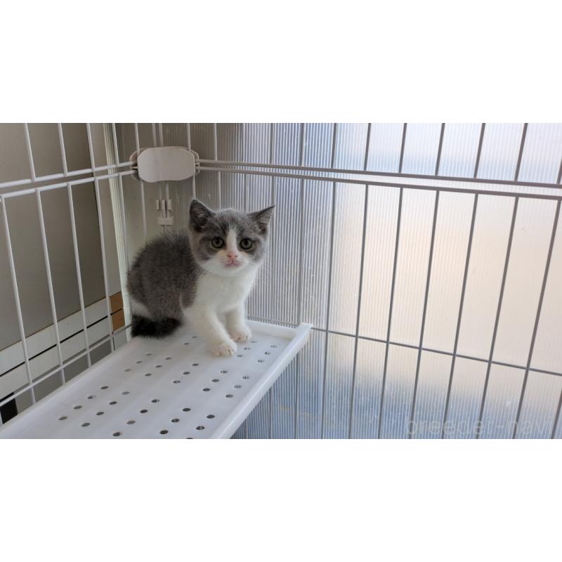 販売中の茨城県のブリティッシュショートヘア-137242の3枚目