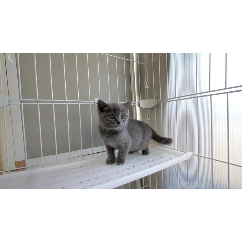 成約済の茨城県のブリティッシュショートヘア-137243の1枚目