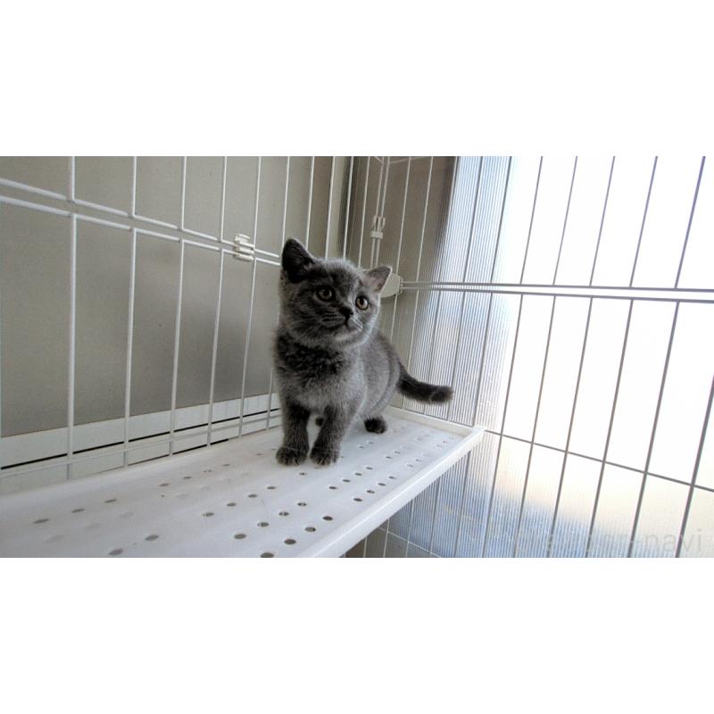 成約済の茨城県のブリティッシュショートヘア-137243の6枚目