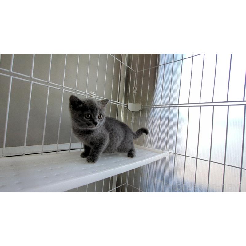 成約済の茨城県のブリティッシュショートヘア-137243の5枚目