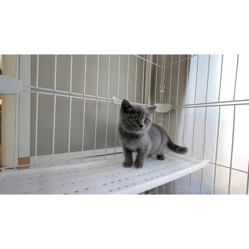 成約済の茨城県のブリティッシュショートヘア-137243の4枚目